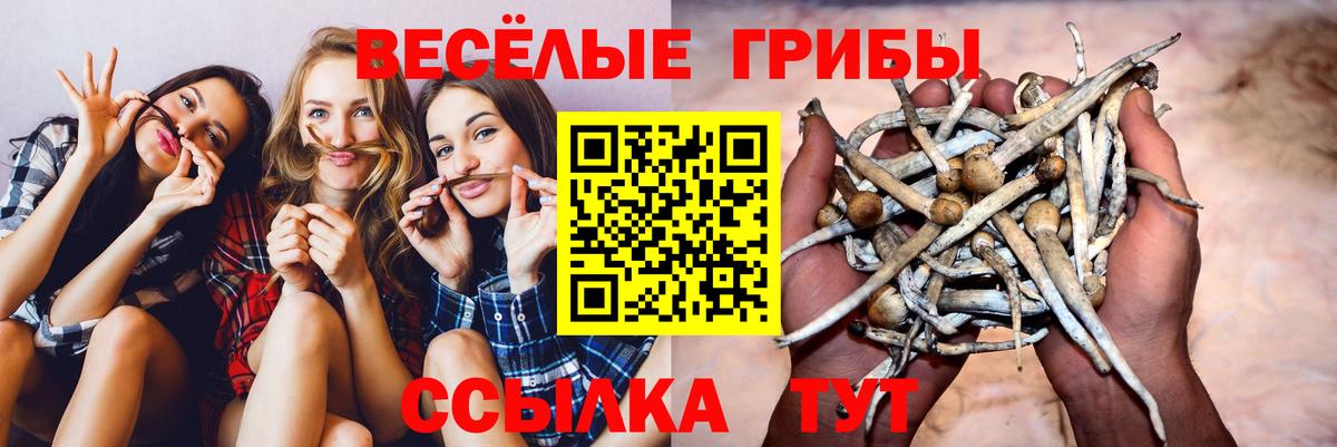Галлюциногенные грибы Psilocybe Псков